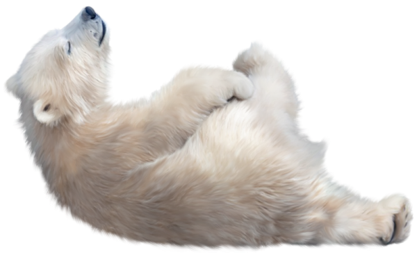 a polar bear laying down on its back