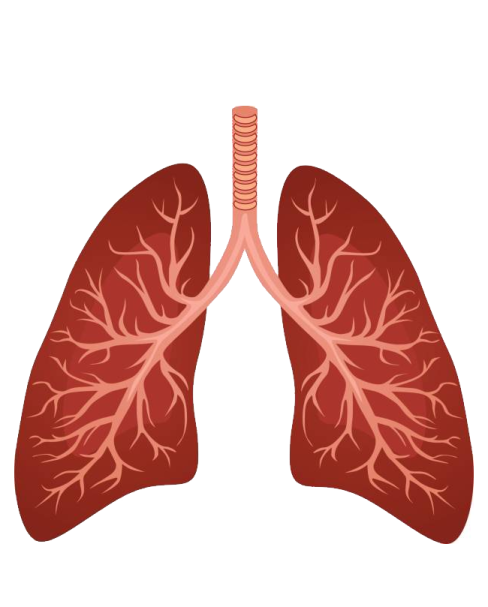 a diagram of the lungs
