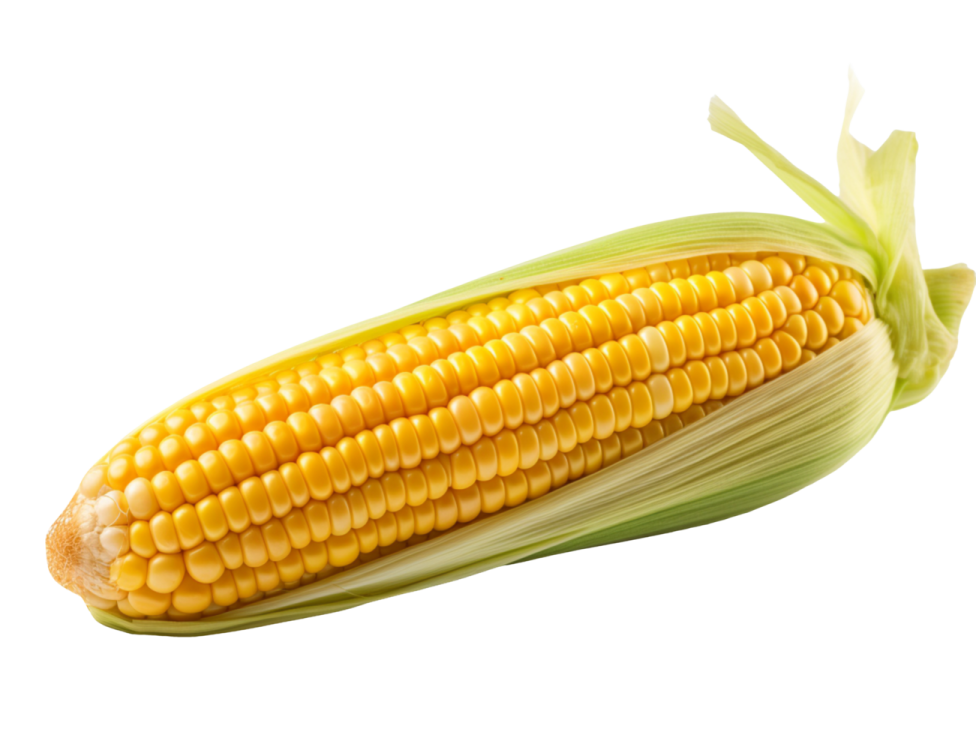 a corn on a white background