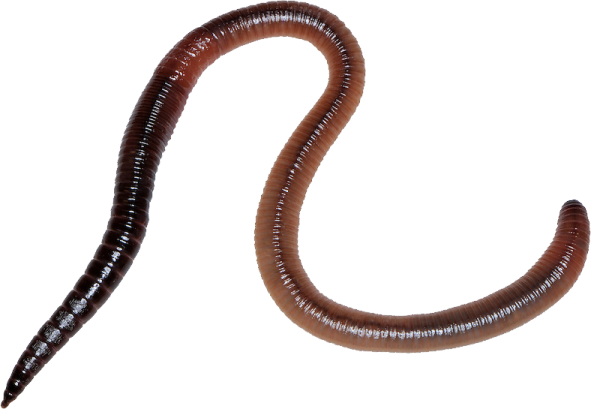 A worm on a white background