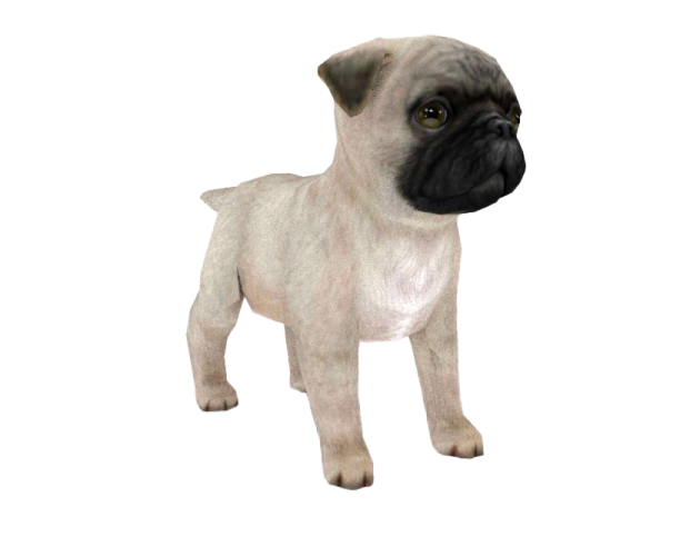 a small dog standing in front of a white background