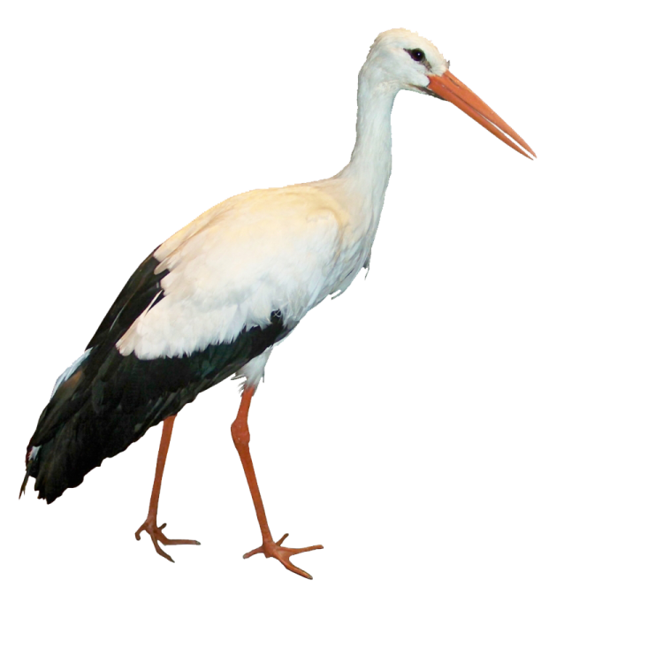 a white and black bird with a long beak