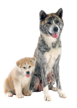 two dogs sitting next to each other dogs