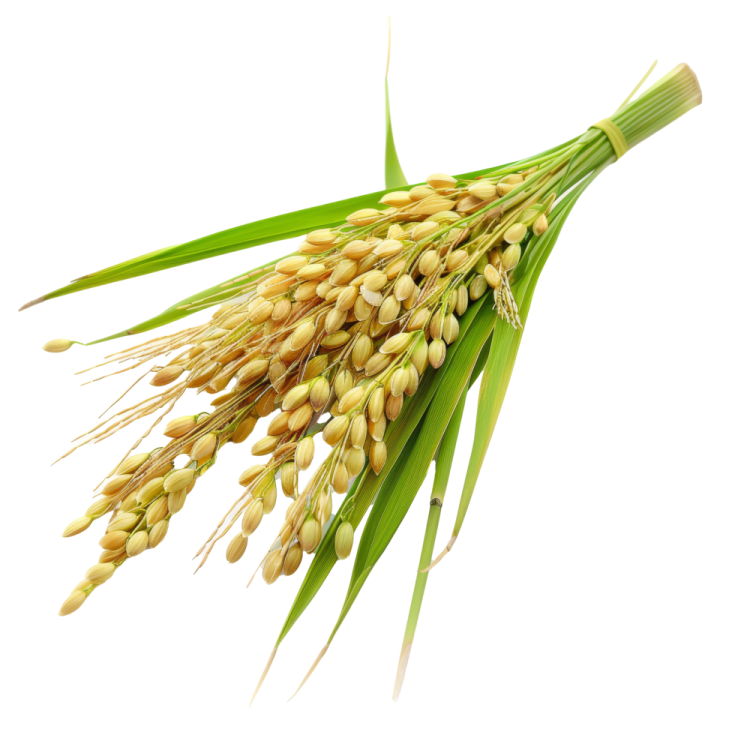 a bunch of wheat on a white background