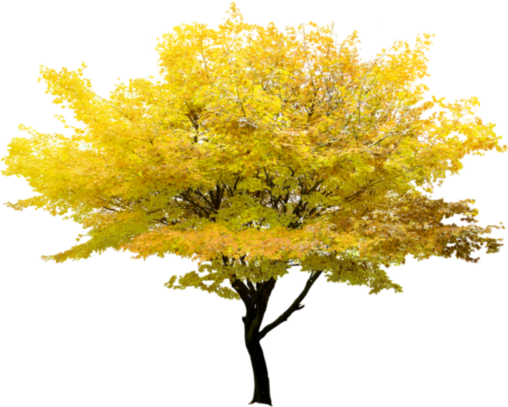 a tree with yellow leaves on it
