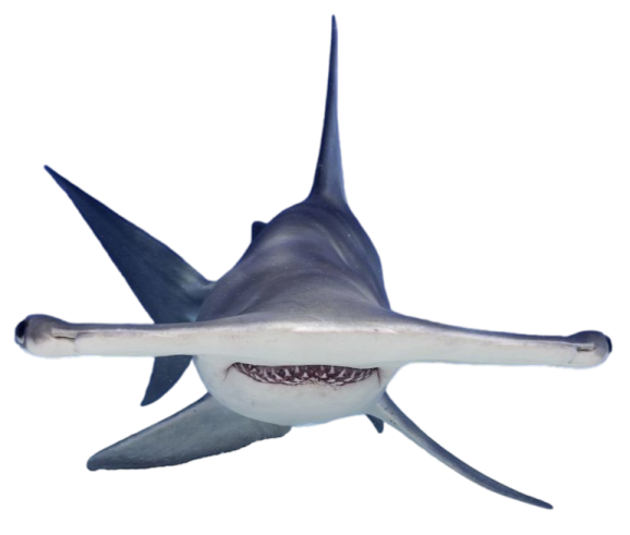 an image of a shark with its mouth open