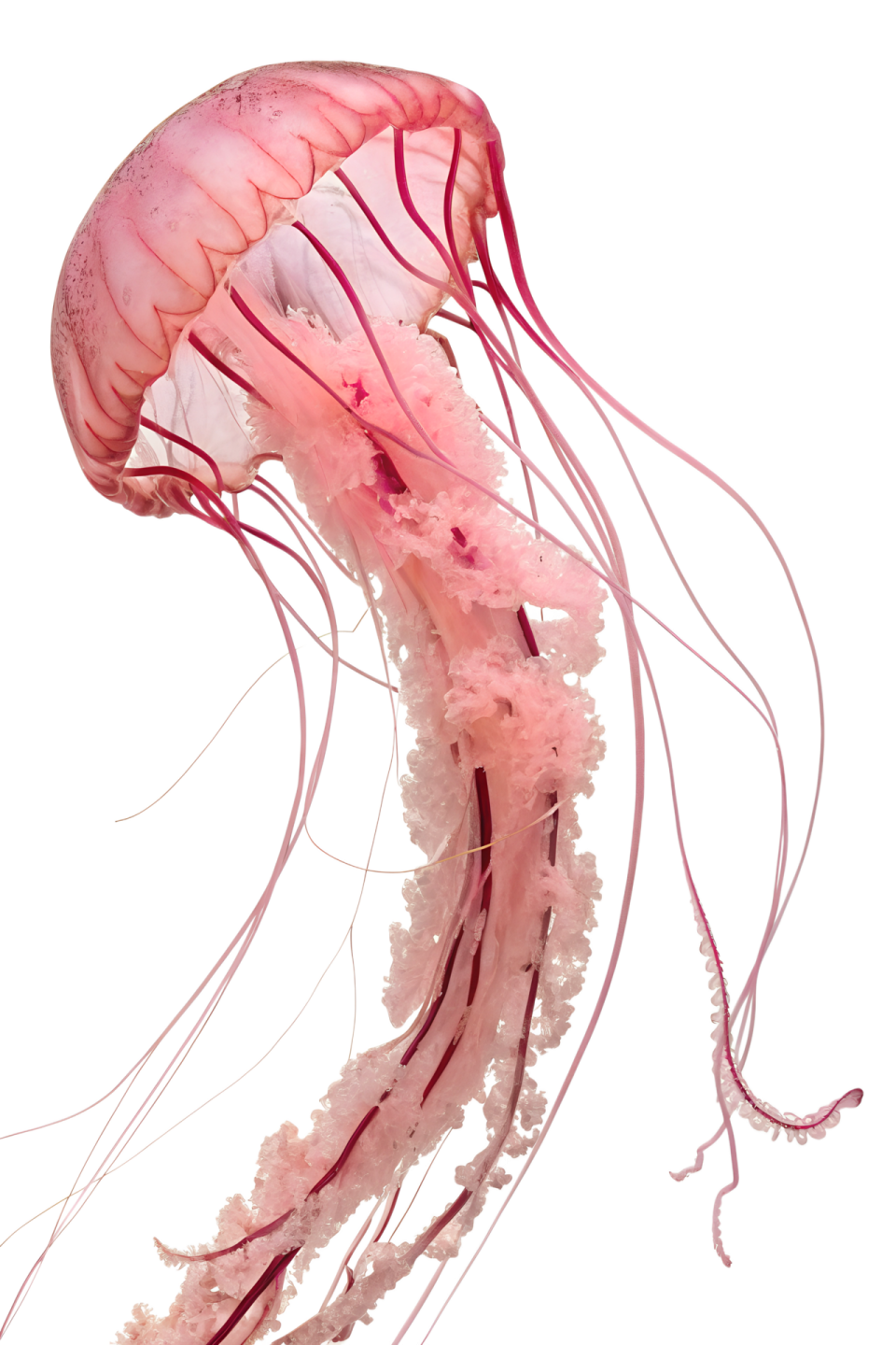 a jellyfish swimming in the water