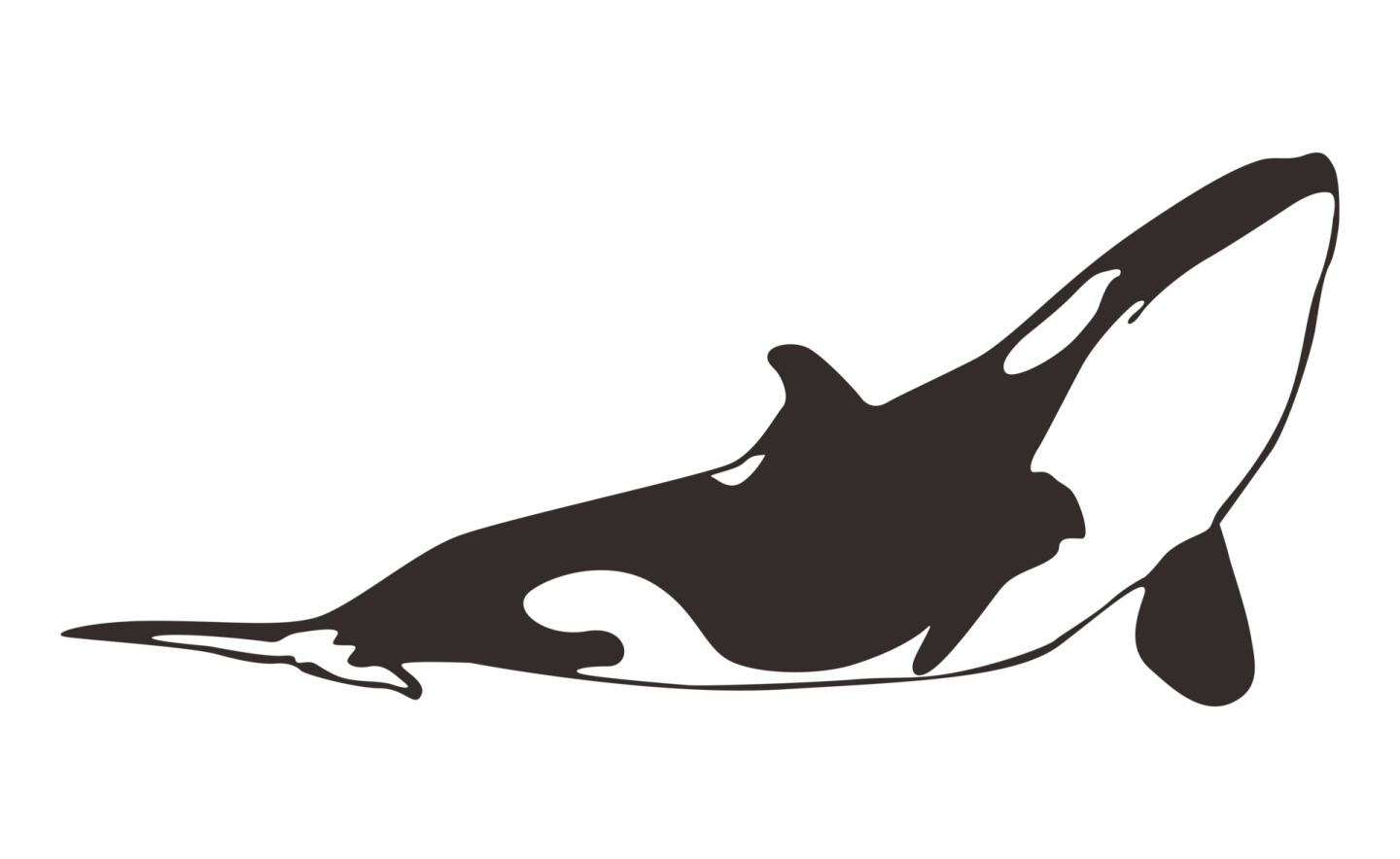 a black and white image of an orca