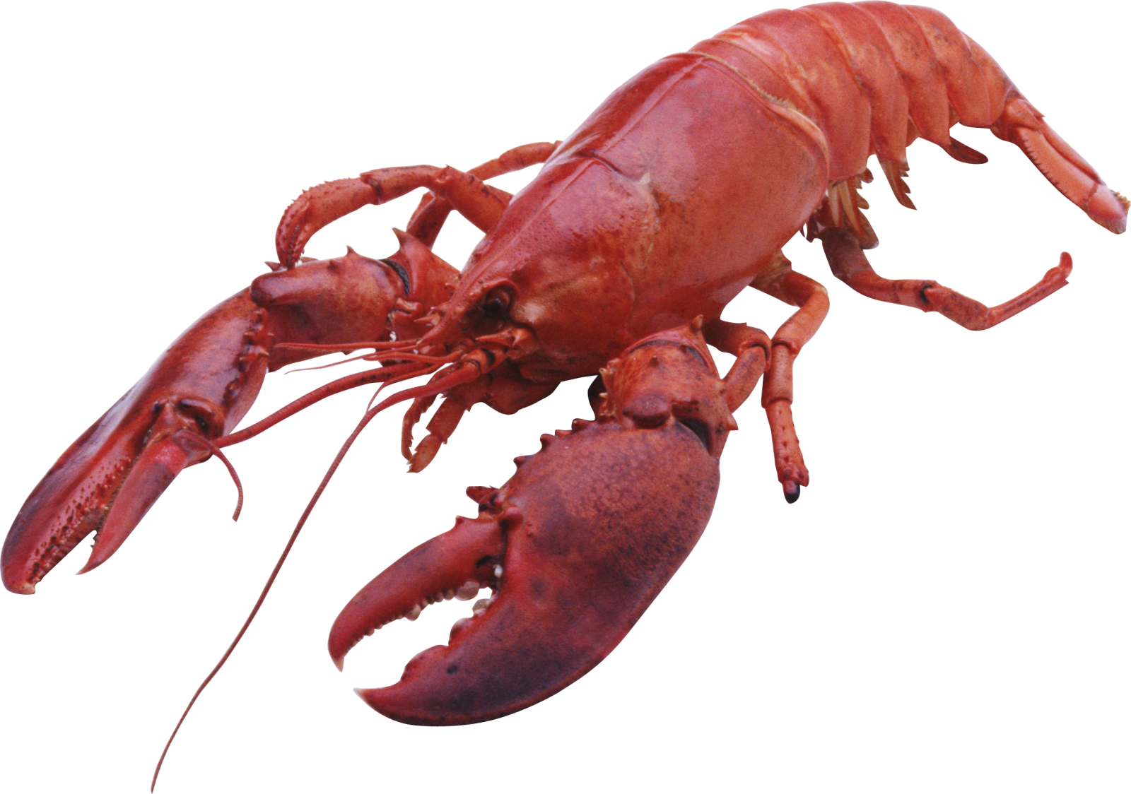 a red lobster on a white background