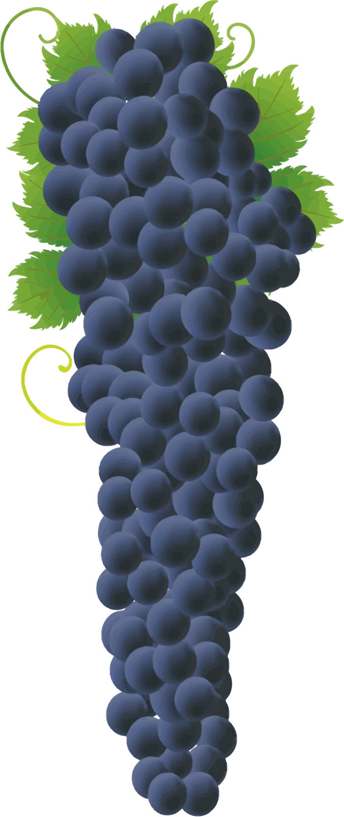 a bunch of grapes on a white background