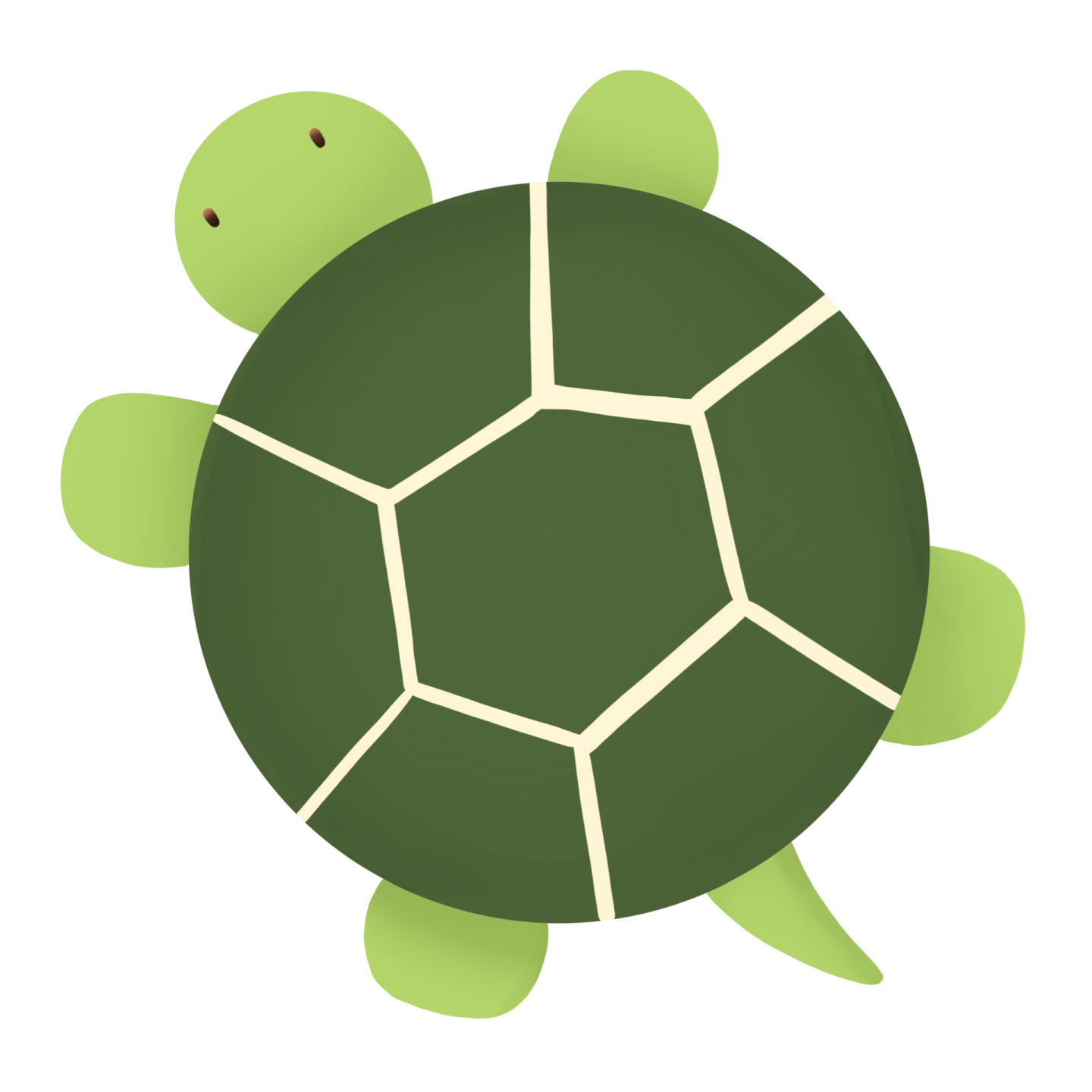 a green turtle with a white background