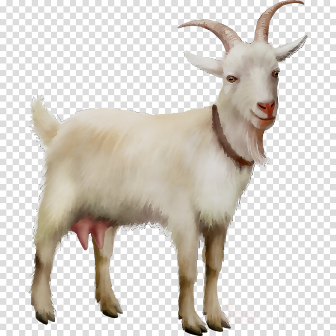 a goat on a transparent background