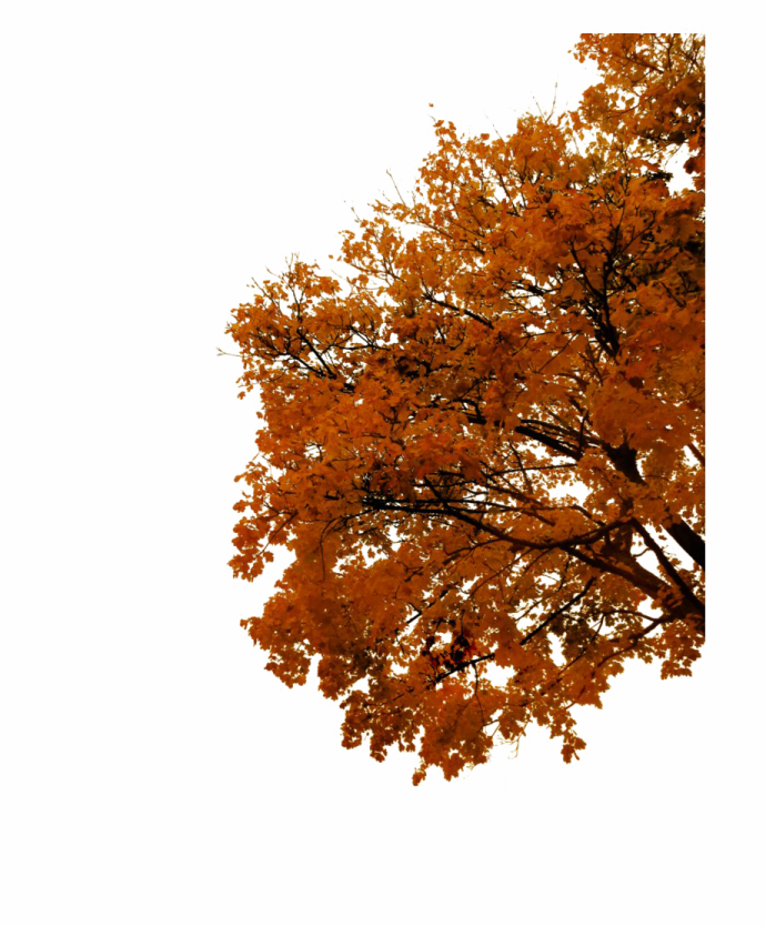 an image of a tree with orange leaves