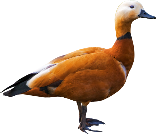 a duck standing on a white surface
