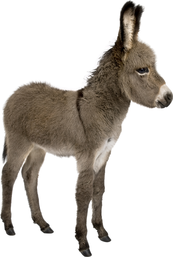 a baby donkey standing in front of a white background