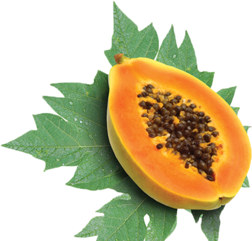 A papa with leaves and seeds