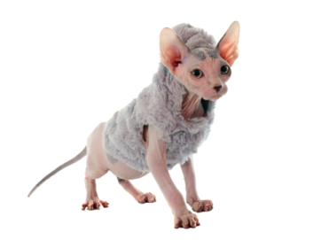 a small cat wearing a fur coat