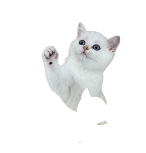 a white kitten with blue eyes is looking up
