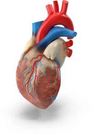 an image of a human heart