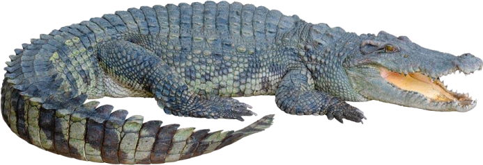 an alligator is laying down on the ground