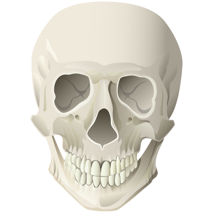 a human skull on a white background
