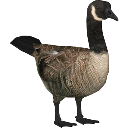 a goose standing on a white background