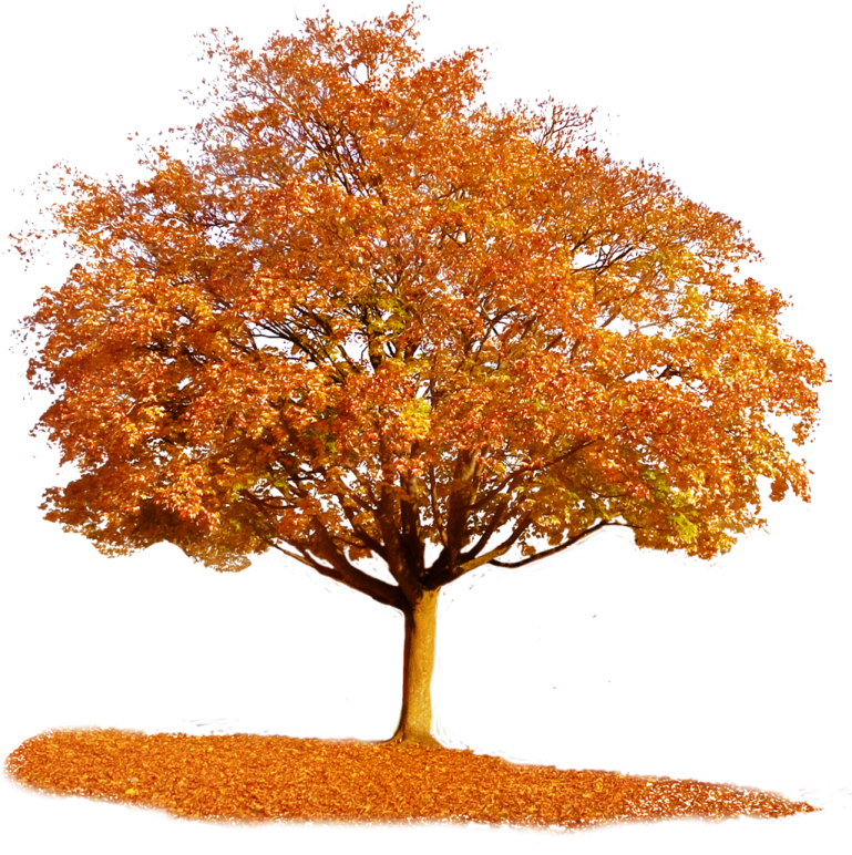 a tree with yellow leaves on it
