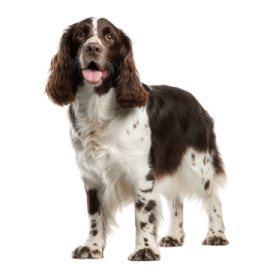 a brown and white dog standing on a white background
