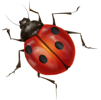 a lady bug on a white background