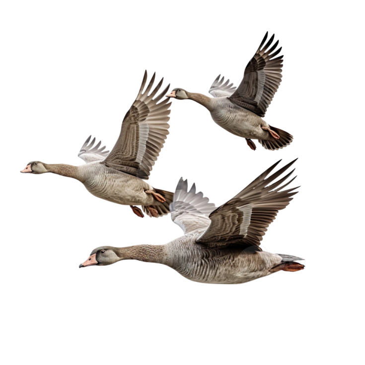 a group of geese flying in the air