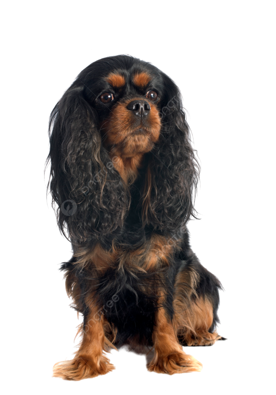 a small black and brown dog sitting on a white background