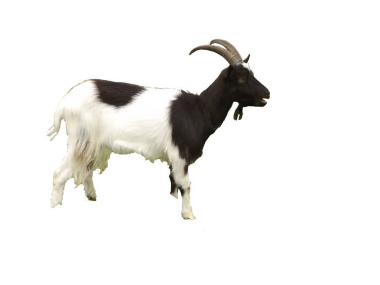 a black and white goat on a white background
