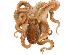 an octopus is shown in this image
