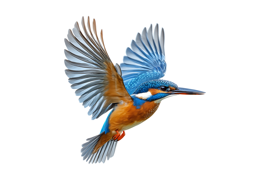 a bird flying through the air with its wings spread