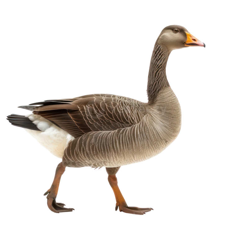 a canada goose standing in front of white background