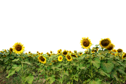 a field of sunflowers