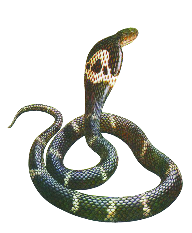 an illustration of a snake on a white background