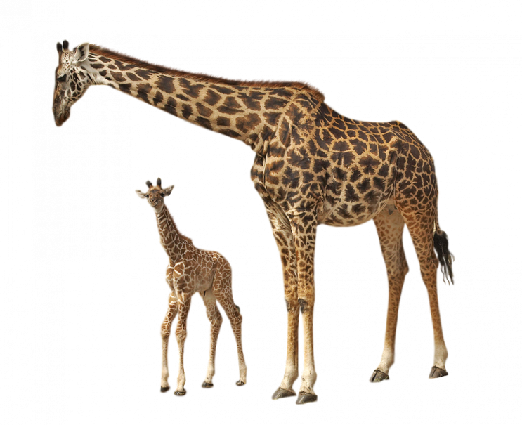 a mother giraf and her baby gi