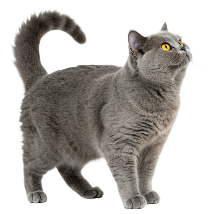 a gray cat with yellow eyes looking up