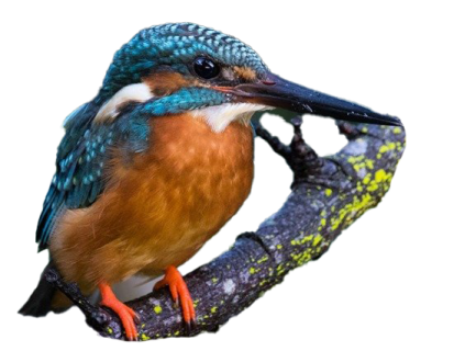 a bird sitting on top of a tree branch