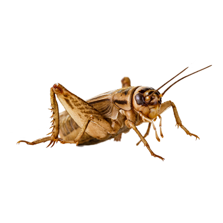 a close up of a bug on a white background