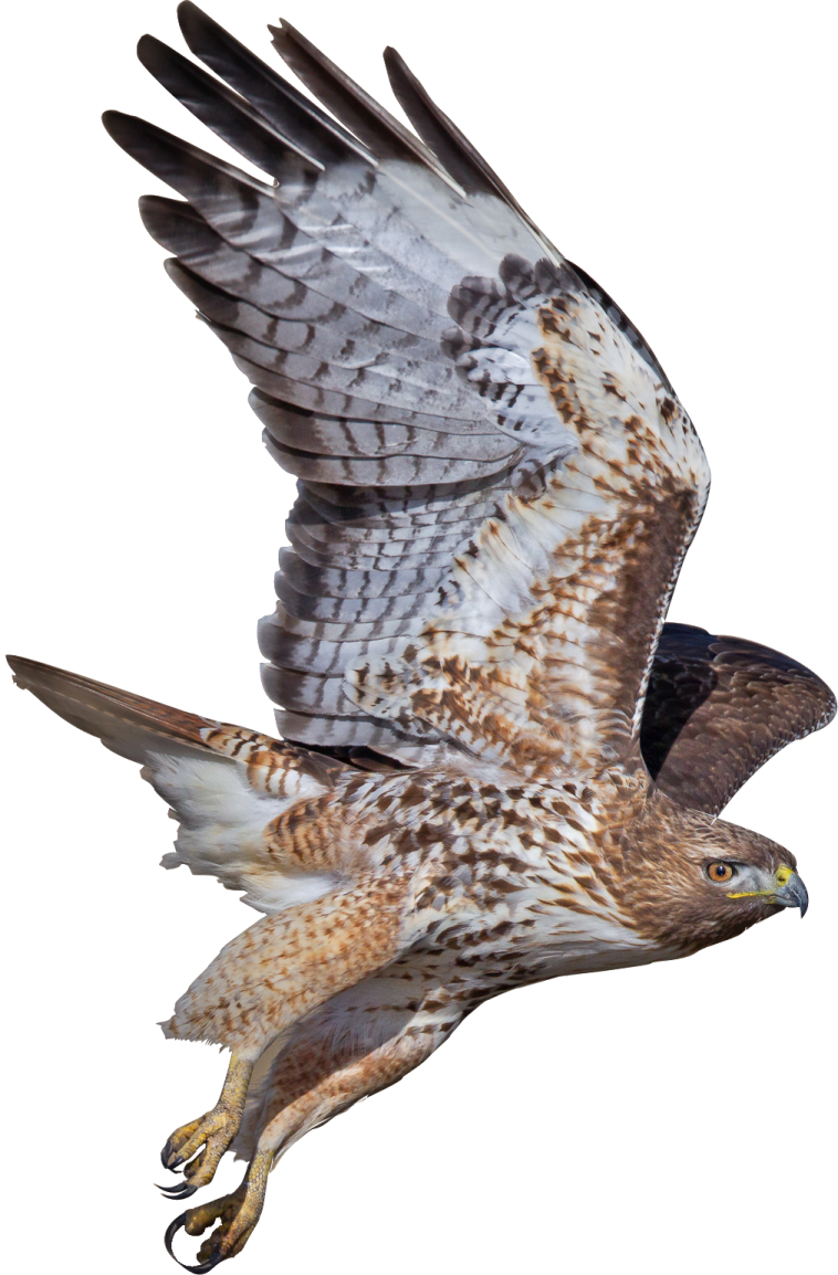 a bird flying in the air with its wings spread