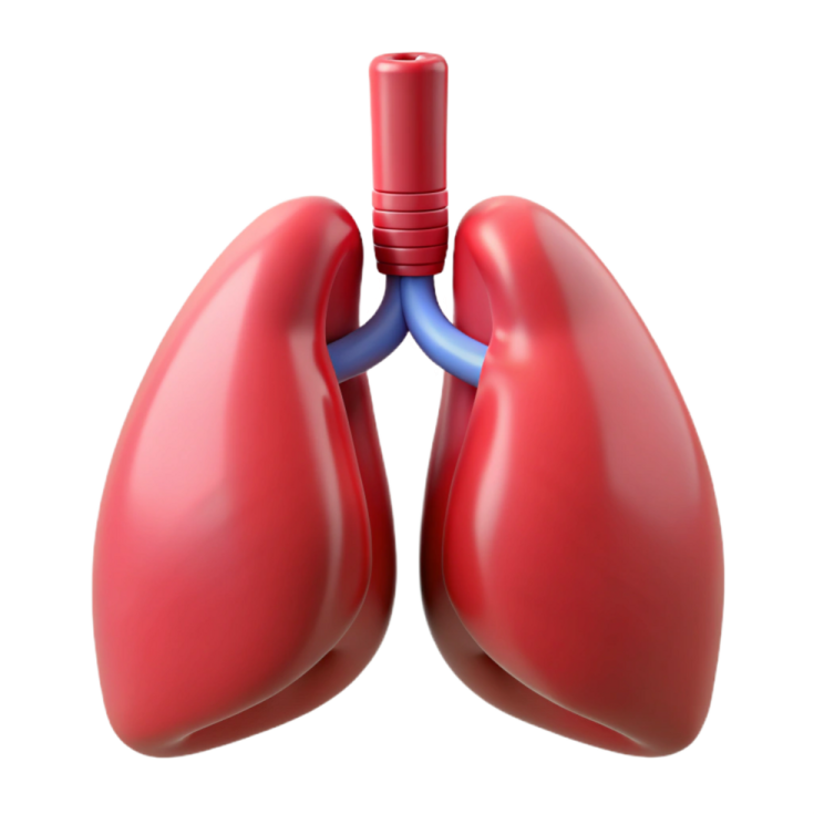 a diagram of the lungs