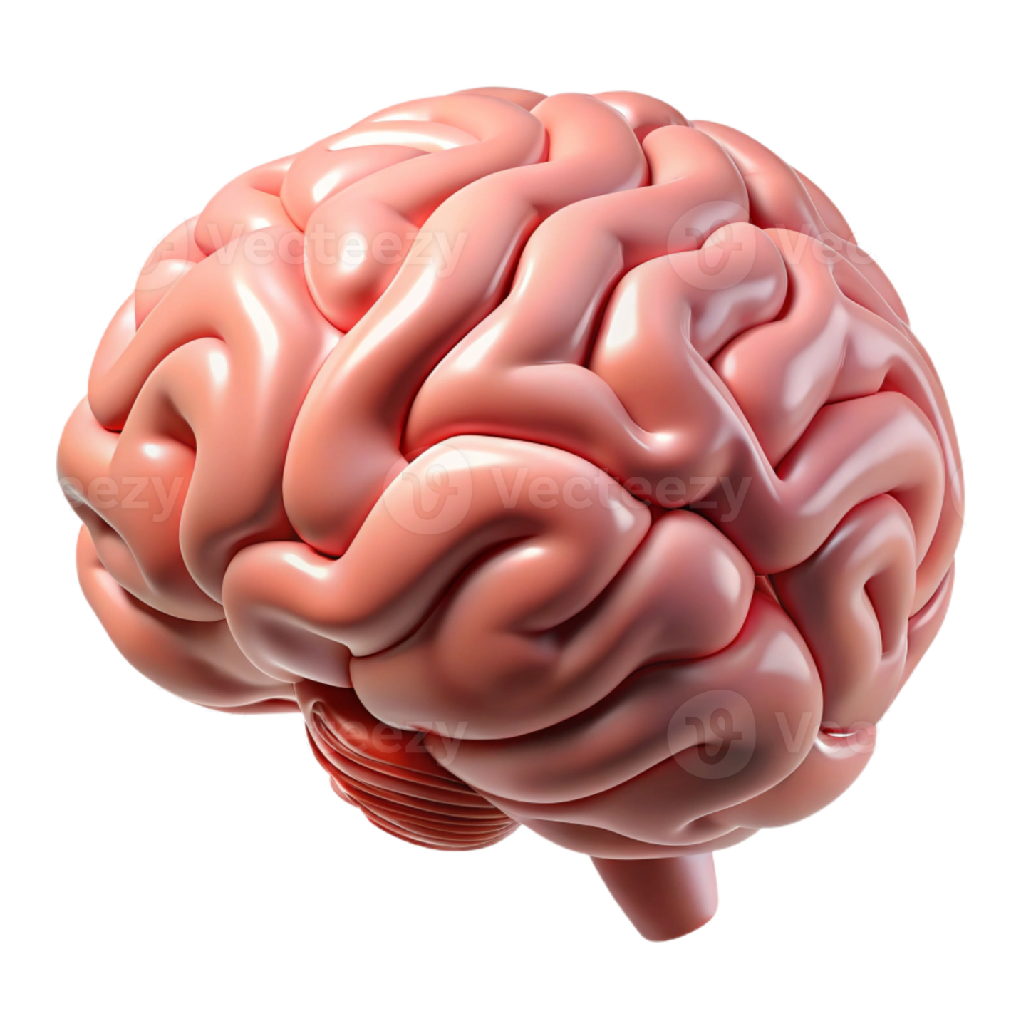 an image of the human brain