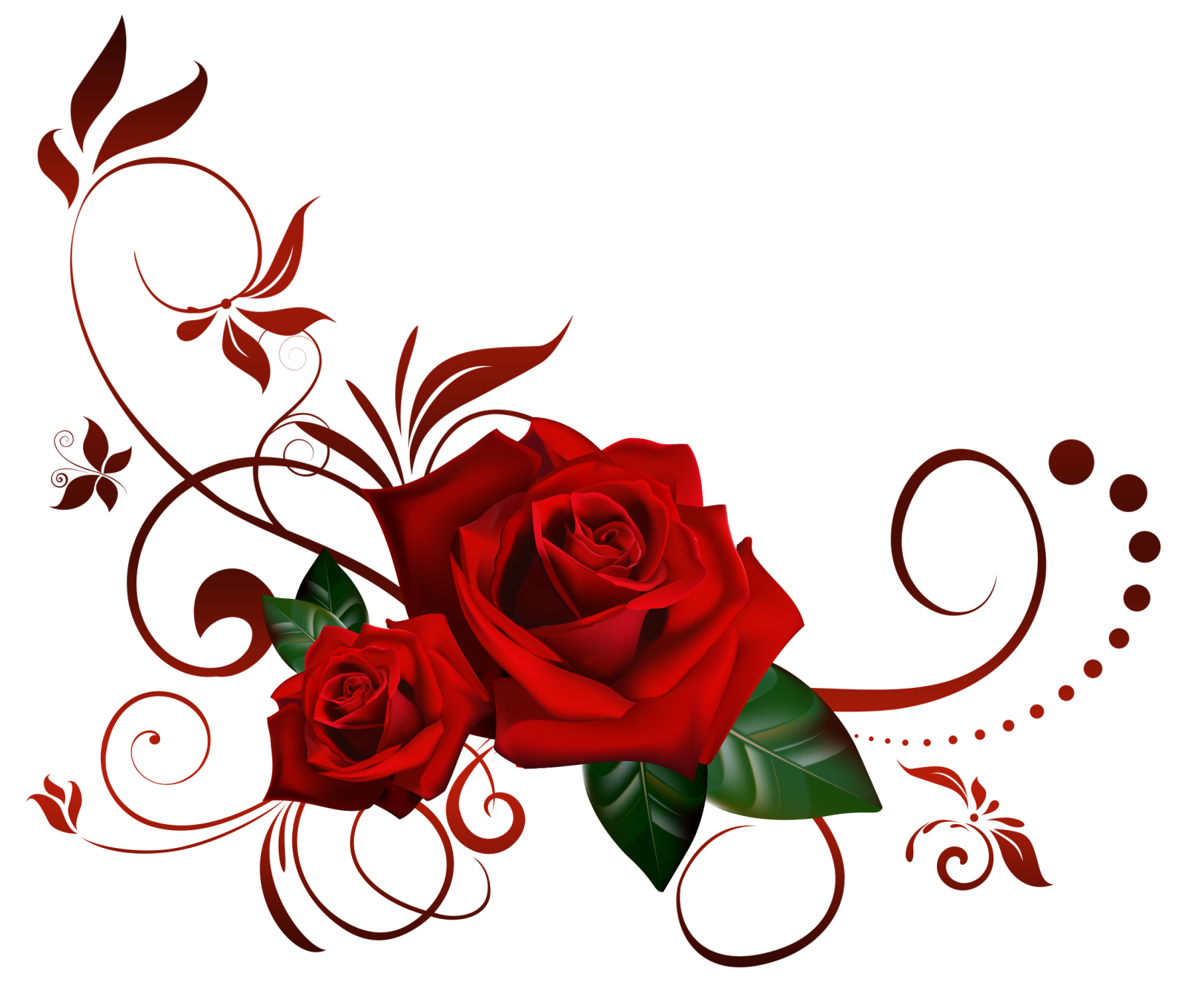 a red rose on a white background