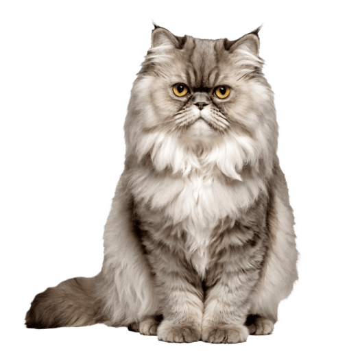 a gray cat sitting down and looking at the camera