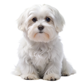 a small white dog sitting down on a white surface