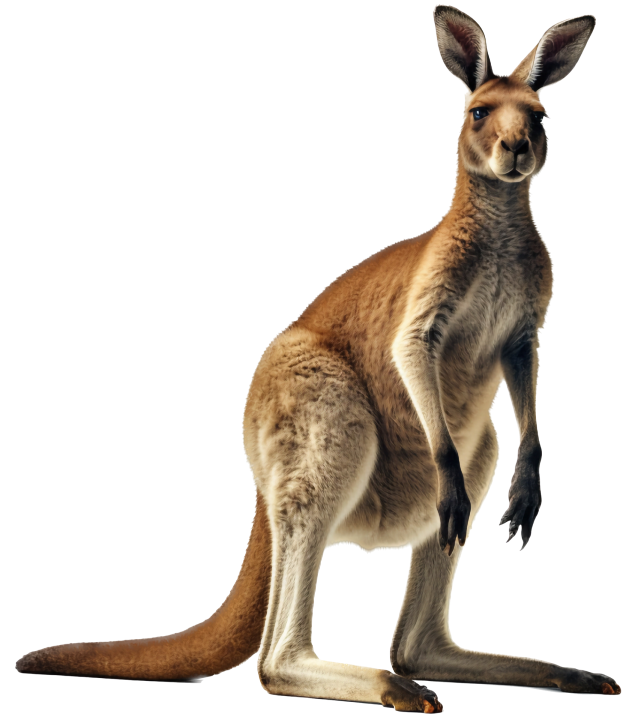 a kangaroo standing up against a white background