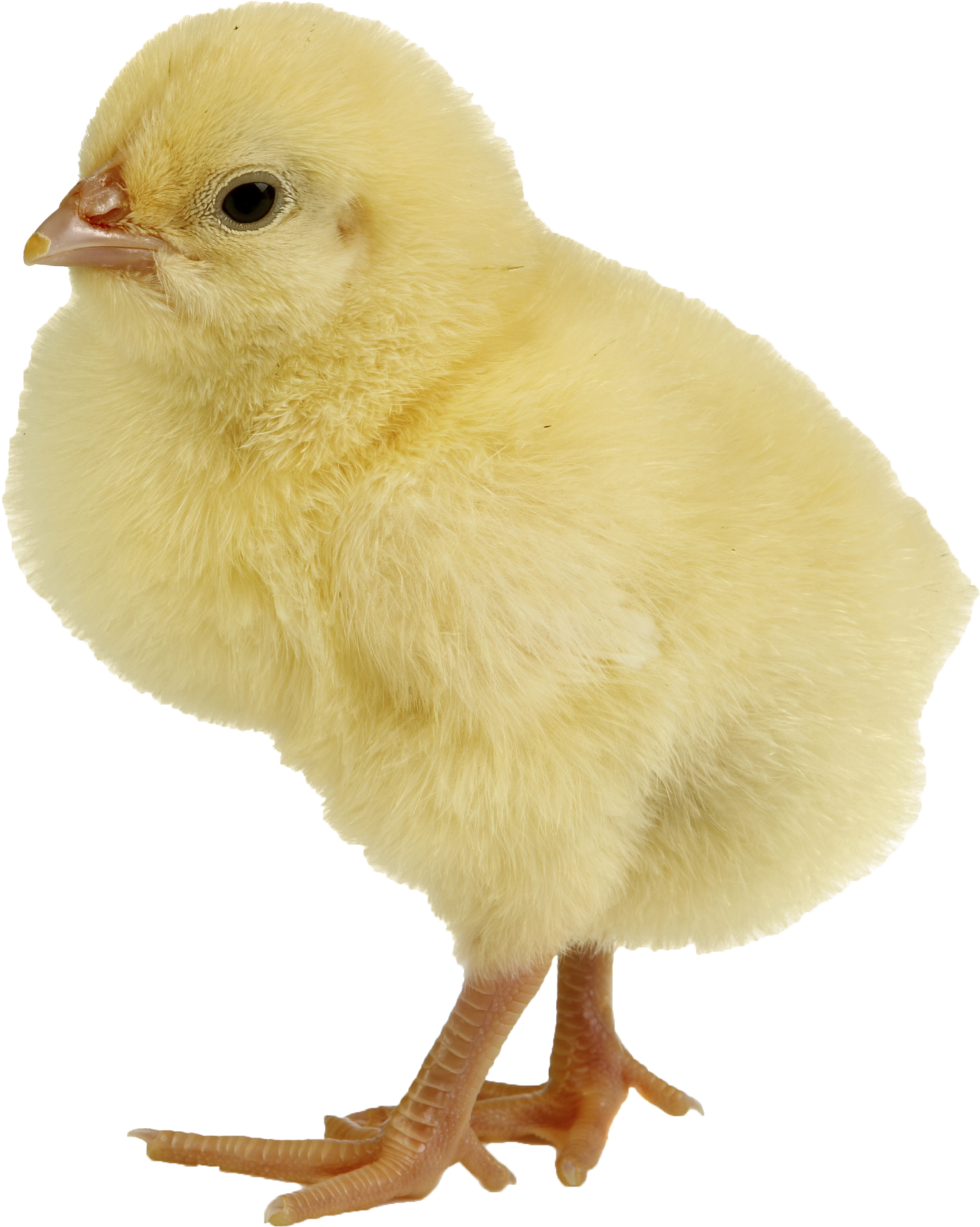 a small yellow chicken on a white background