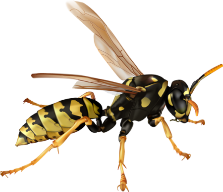 a black and yellow bee with long legs